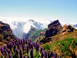 Half-Day Guided Tour of Majestic Areiro's Peak Landscapes & Cristo Rei